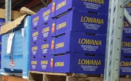 racking with pallets in a cold room containing blue boxes with Lowana written on them